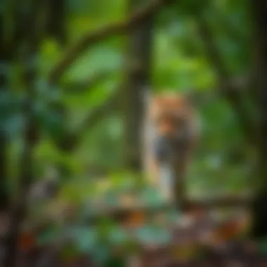 Typical Bobcat Habitat A serene woodland scene depicting the typical habitat of bobcats in North Carolina.