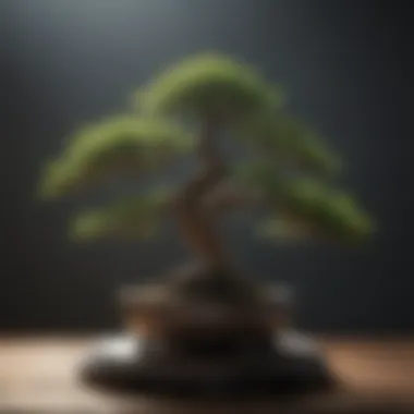 Bonsai Tree Cultural Symbolism