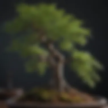 Close-up of Bonsai Tree Leaves and Branches for Identification