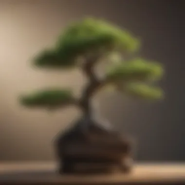 Bonsai Tree Repotting Process