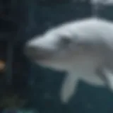 Majestic Beluga Whale in Boston Aquarium