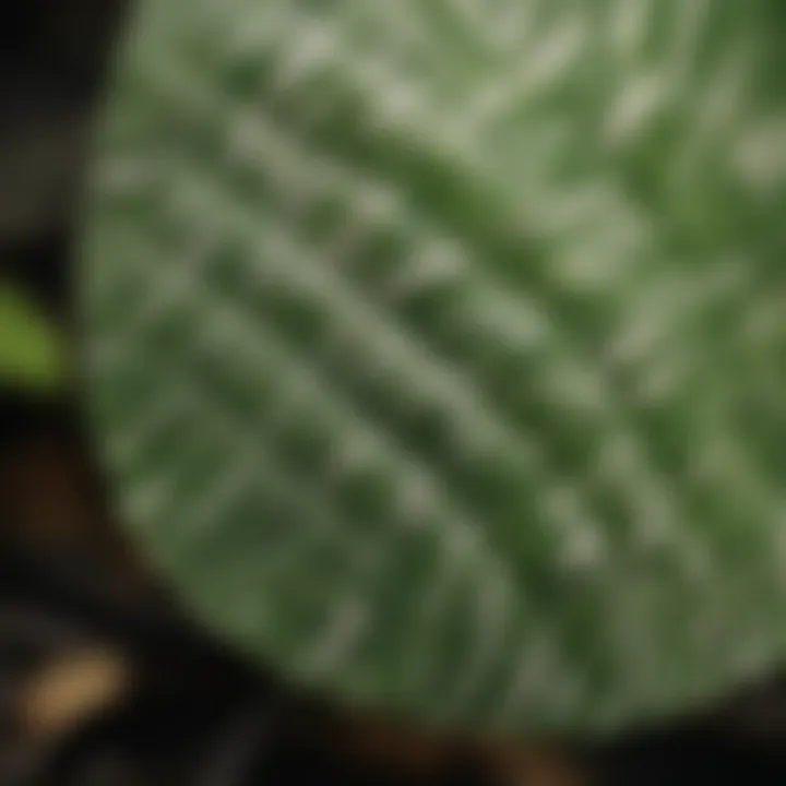 Botanical Zebra-Like Patterns on Leaf