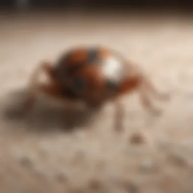 Bug Crawling on Carpet Surface