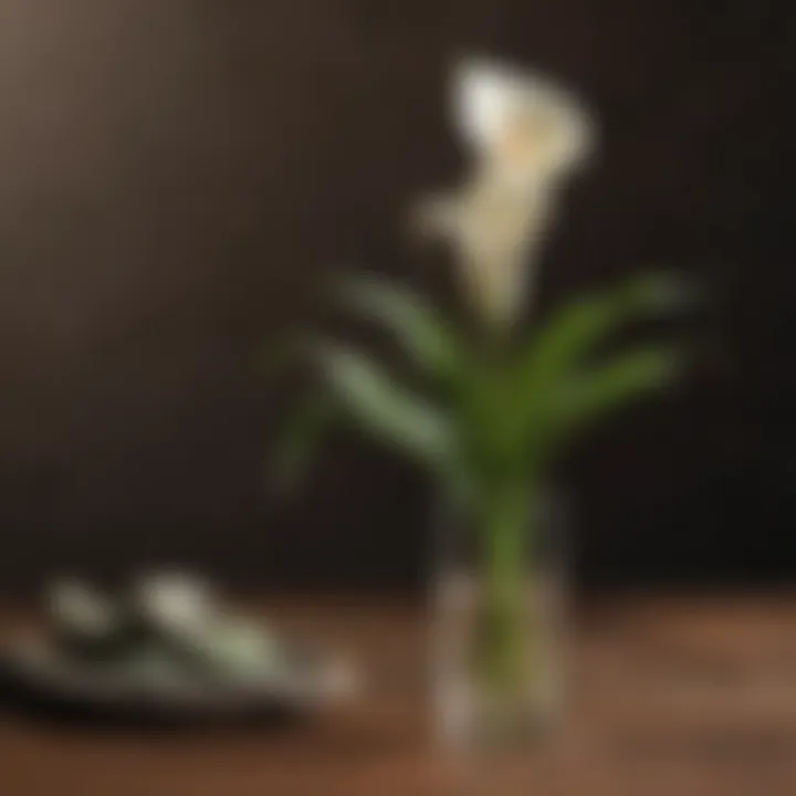 Calla Lily Bulbs Care Essentials and Tools