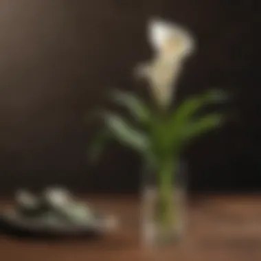 Calla Lily Bulbs Care Essentials and Tools Calla Lily Bulbs Care Essentials and Tools