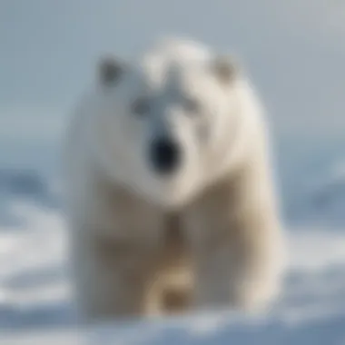 Camouflaged Polar Bear Amidst Snowy Landscape