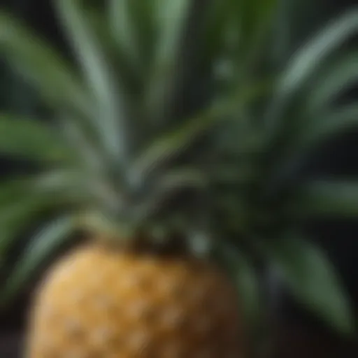 A close-up of a fresh pineapple with vibrant green leaves