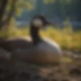 Majestic Canadian Goose Nesting