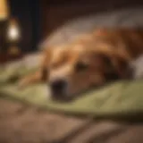 A dog peacefully sleeping in a cozy bed