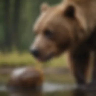 Canine Species Reflecting Brown Bear Characteristics Canine Species Reflecting Brown Bear Characteristics