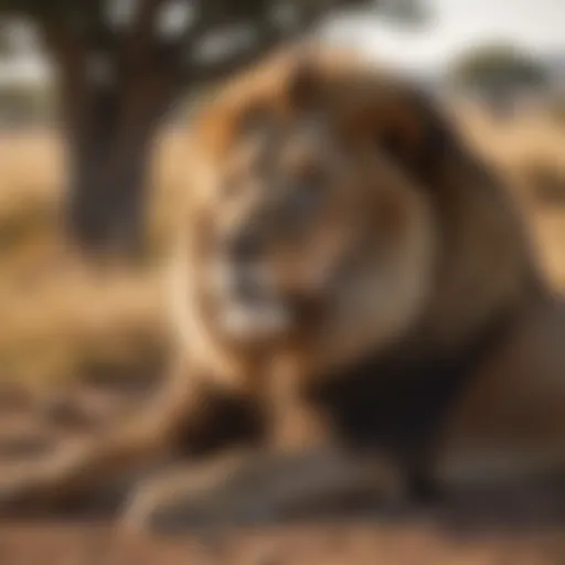 Majestic lion resting in the savannah