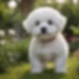 Fluffy Bichon Frise puppy playing in the garden