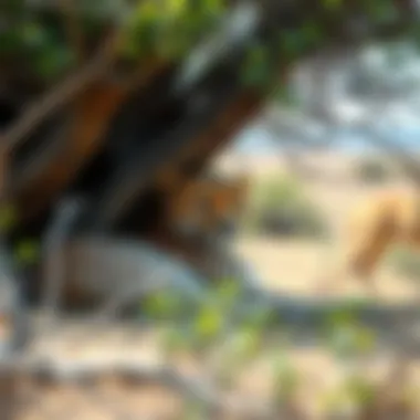 Cheetah resting under a tree in a dry environment