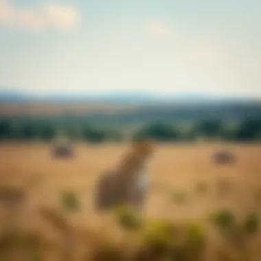 Cheetah in a vast savanna landscape