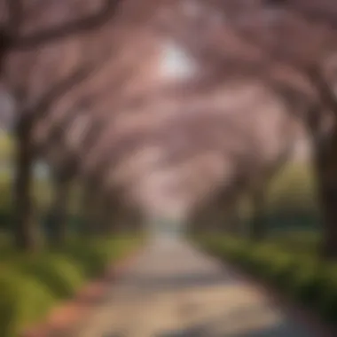 Cherry Blossom Tree Lining Pathway in Balboa Park