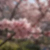 Cherry Blossoms in Full Bloom at Balboa Park