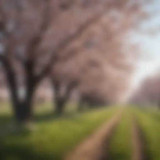 Blossoming Cherry Trees in Cherry County