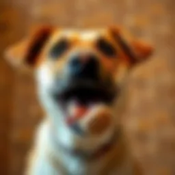 A dog happily chewing on a durable chew toy