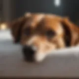 A cozy dog resting on an orthopedic mattress, demonstrating comfort and support.