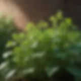 Lush Cilantro Leaves in Full Bloom