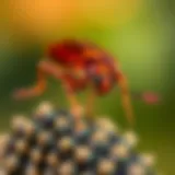 Natural ingredients commonly found in cockroach repellents.