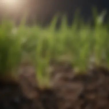 Close-up of Bahia Pasture Grass Seed Sprouting