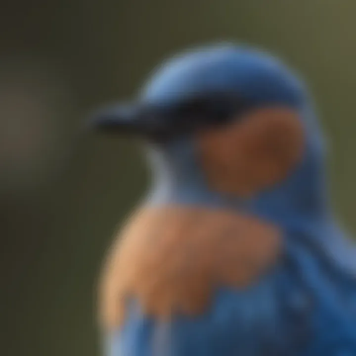 Close-up of Bluebird's Vibrant Plumage