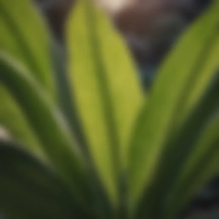 Close up of canna lily leaves under Arizona sun