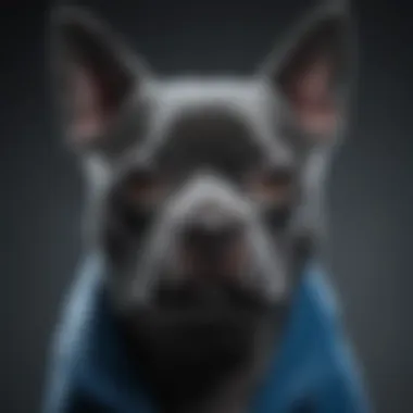 Close-up of blue Staffie's striking blue coat