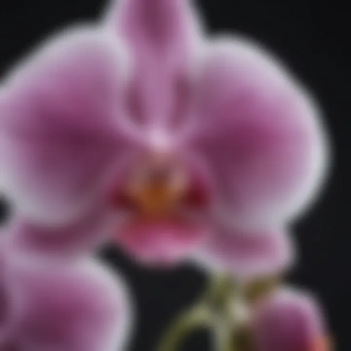 Close up of orchid flower petal