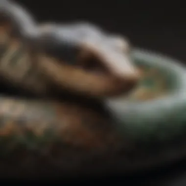 Metamorphosis of a Petite Serpent Close-up of a small pet snake shedding its skin