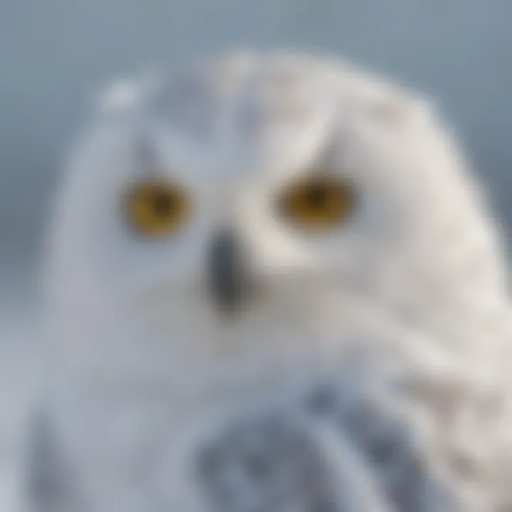 Close-up of the snowy owl showcasing its stunning white plumage and piercing yellow eyes