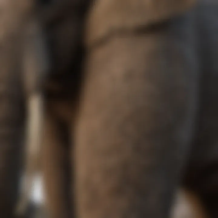 Close-up of tusk growth patterns in female elephant