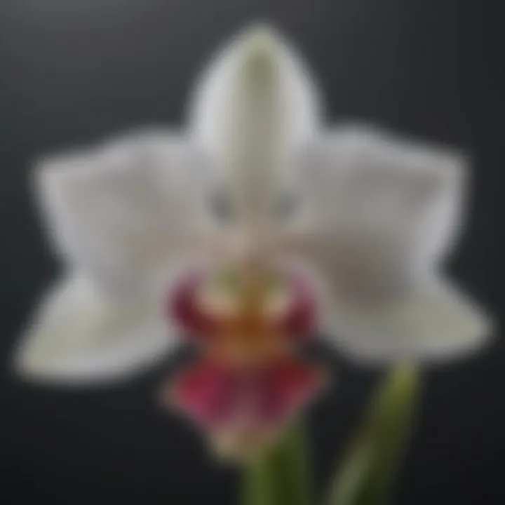 Close-up view of the Nun Orchid's delicate fragrance glands