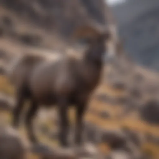 Majestic bighorn sheep standing proudly on rocky terrain