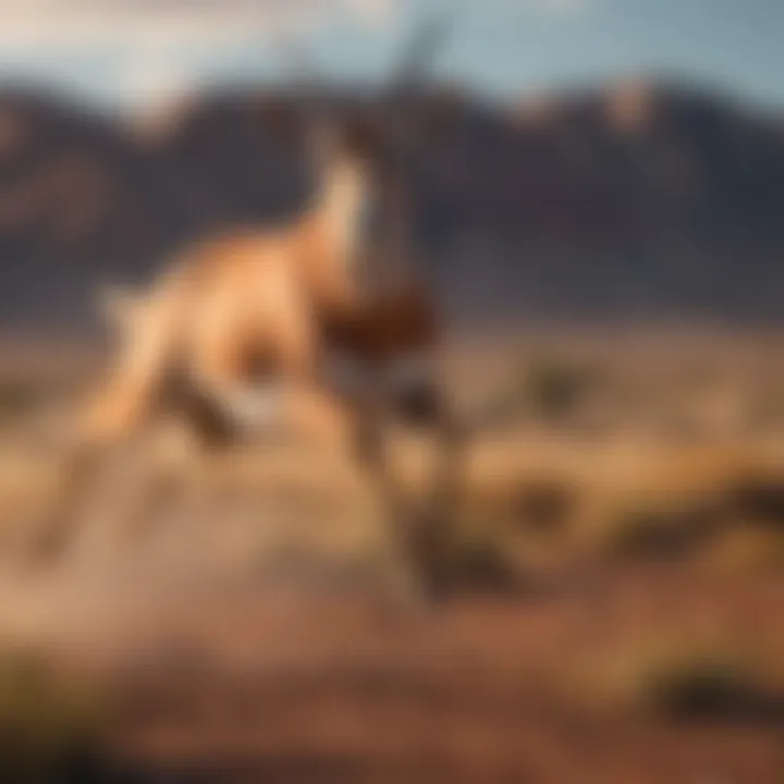Graceful antelope leaping across the savanna