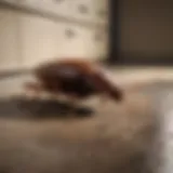 Cockroach Crawling in Dirty Kitchen