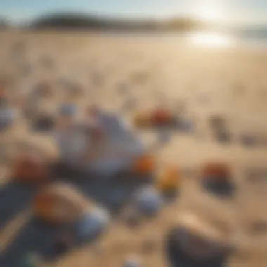 Artistic Display of Seashells on Shoreline Colorful Seashells Scattered on Sandy Beach