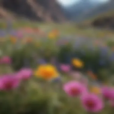 Colorful wildflowers blooming in Colorado's federal parks