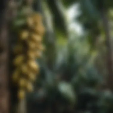 Diversity Unveiled: Comparative Banana Tree Varieties Comparative Illustration of Banana Tree Varieties