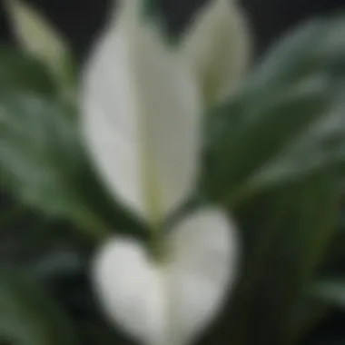 Close-Up of Peace Lily's Variegated Leaves
