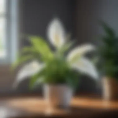 Pristine Beauty in Bloom Healthy Peace Lily Plant with Pure White Blooms