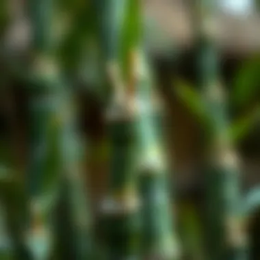 Close-up of bamboo shoots demonstrating healthy growth