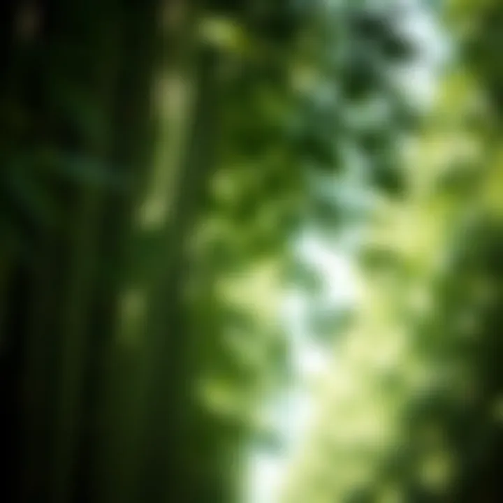 Lush bamboo grove showcasing vibrant green foliage