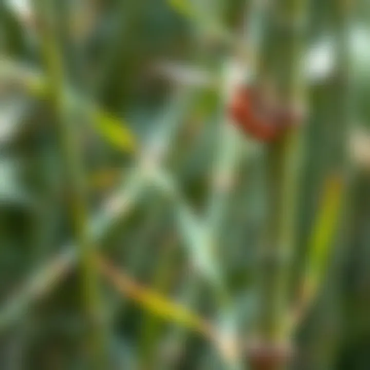 Visual guide on common bamboo pests and management strategies