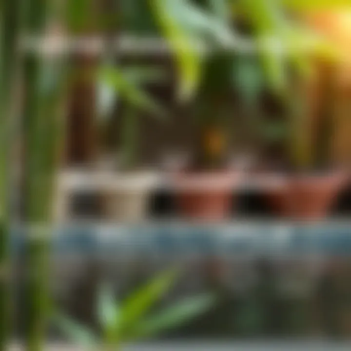 Infographic illustrating optimal watering practices for bamboo