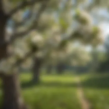 Lush Apple Tree Blossoms in Spring