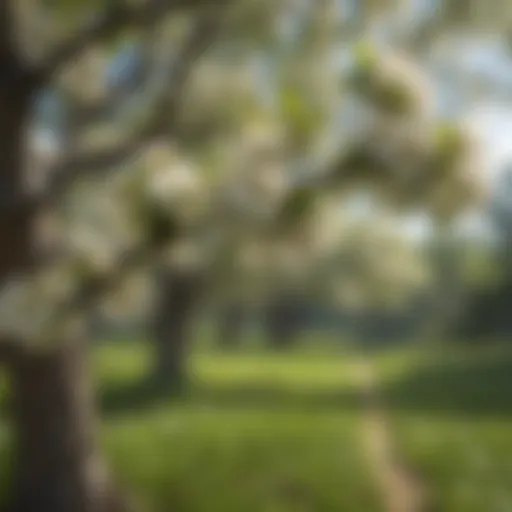 Lush Apple Tree Blossoms in Spring