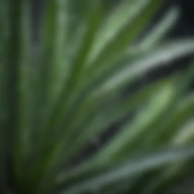 Close-Up of Aloe Vera Leaves with Water Droplets