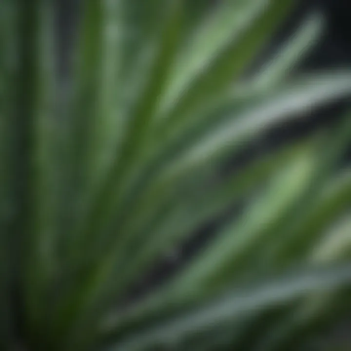 Close-Up of Aloe Vera Leaves with Water Droplets